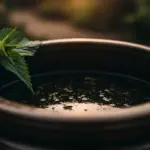 Purin d'ortie : recette, usages et ce que dit vraiment la science