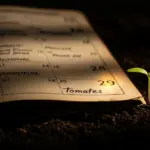Quand planter les tomates ? Calendrier par région en 2026